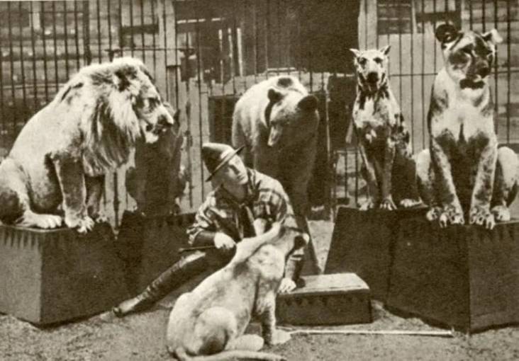Николай Гладильщиков со своими питомцами на арене. 1930-е годы. В 1927 в цирке Орехово-Зуева дрессировщик представил новаторский аттракцион со смешанной группой дрессированных животных.